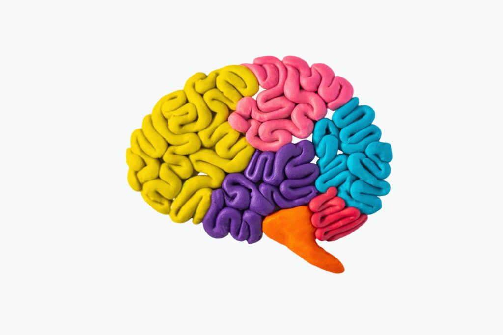 Image of a brain that appears to be made from colourful plasticine showing different areas of the brain